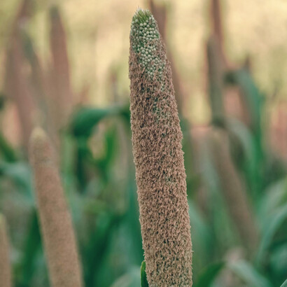 Pearl millet field in Haryana, India