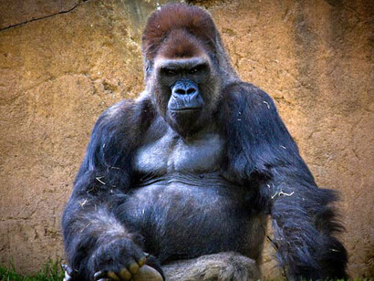 Gorilla in the safari park 