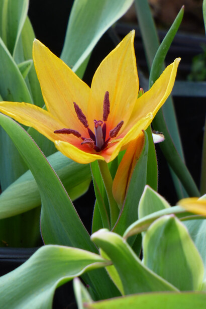 Tulipano botanico