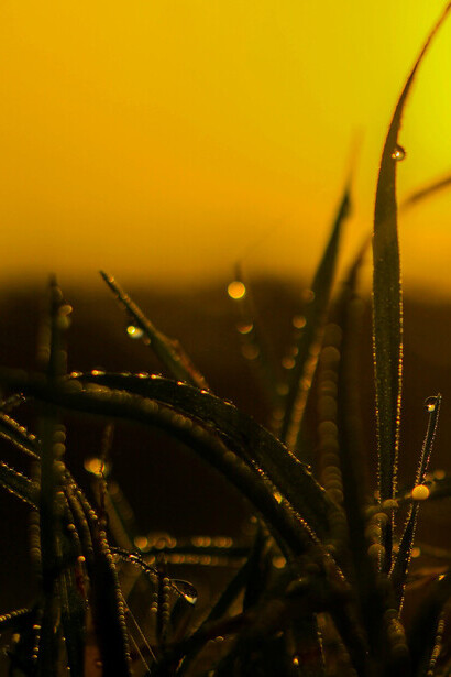 Apreciando a tranquilidade da manhã fria, onde o nascer do sol ilumina a vegetação coberta de orvalho, criando uma atmosfera de frescor
