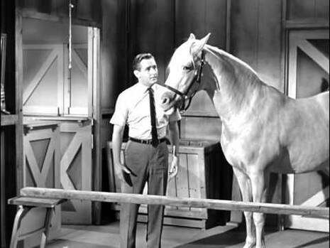 Mr. Ed and the horse Wilbur