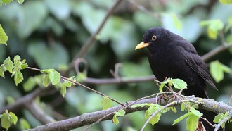 Cuando me desperté, recordé haber visto el majestuoso pájaro y su lento revoloteo mientras cruzaba, un aleteo que apenas hacía resistencia al viento