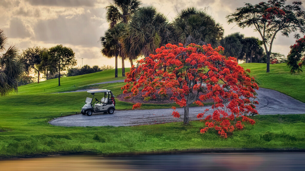 A Golf Cart and a Poinciana Tree at Jupiter Golf Course, Kim Seng
