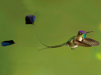 Colibrí cola de espátula en vuelo