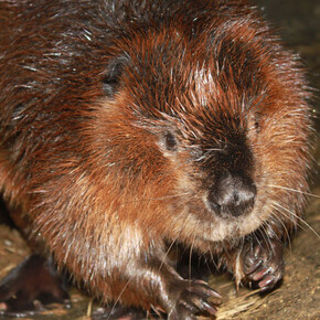 Castor. Courtesy of Science Nord