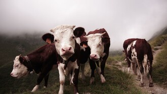 ¿Un futuro más «agradable para las vacas?