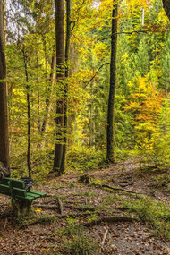 Amidst the tranquility of the forest, we reflect on how breaking free from our automated responses can lead to a more mindful and dynamic existence