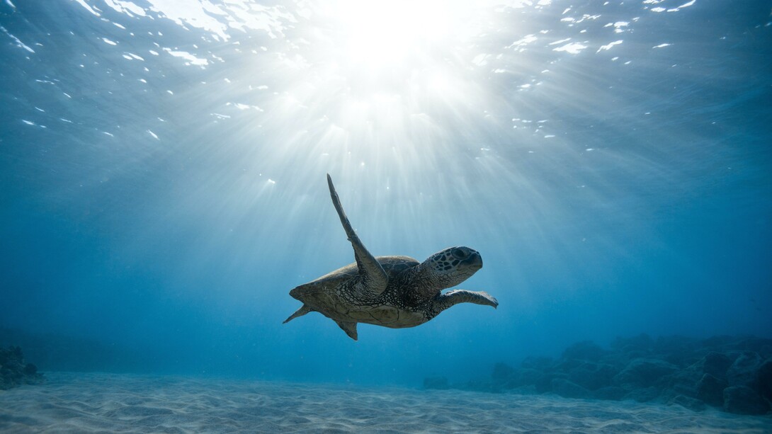 Tartaruga marinha nadando no fundo do oceano