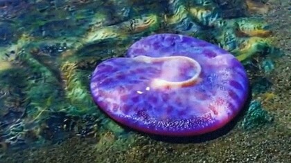 Ricostruzione di Quaestio simpsonorum