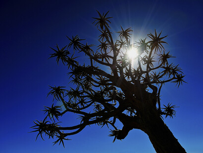 Namibia - Aloe Dichotoma. Ph Sergio Pessolano