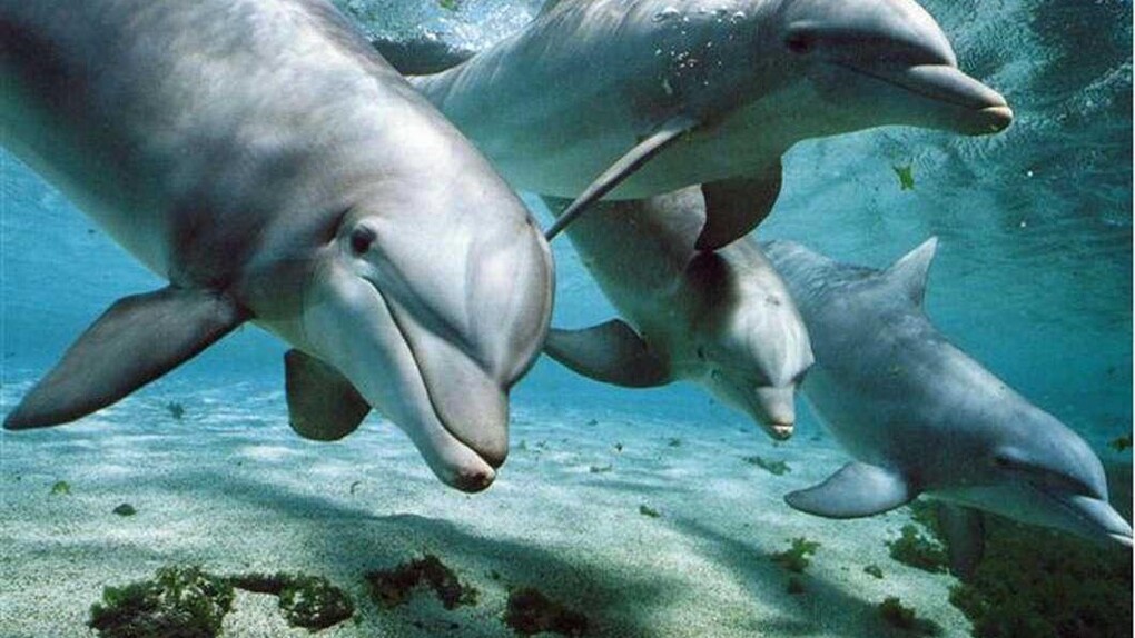 Un gruppo di Tursiops truncatus