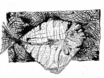 Illustrazione di Vittorio Giacopini