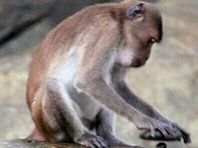 Macaca fascicularis aurea che utilizza uno strumento in pietra