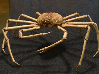 Virtual Insect Hall. Courtesy of Royal Belgian Institute of Natural Sciences