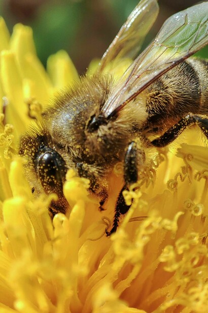 La danza de lo simple se refleja una abeja en su labor silenciosa y nutritiva