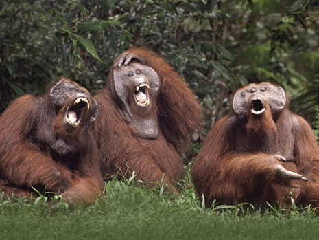 In monkeys it is very evident the association of happiness during social play 