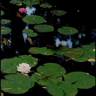 El jardín educativo del monte mediterráneo. Courtesy of Museo Nacional de Ciencias Naturales