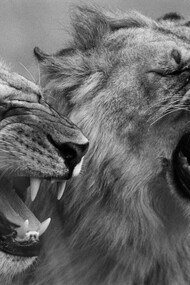 Two young marauding males flehmen responding (the action of testing females’ estrus cycles using the Jacobson’s Organ). Masai Mara National Reserve, Kenya