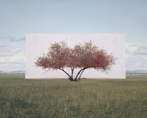Tree... Courtesy of Yossi Milo Gallery