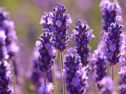 Profumatissima lavanda