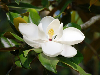Aparecen tímidamente los arpegios, las crisálidas, las magnolias, las azaleas, las lilas, las aliagas, las besanas, los nenúfares, los céfiros, los solanos