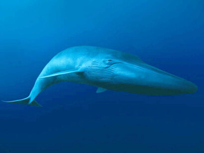 La balenottera azzurra (Balaenoptera musculus)