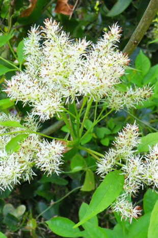 Fiori di Frassino