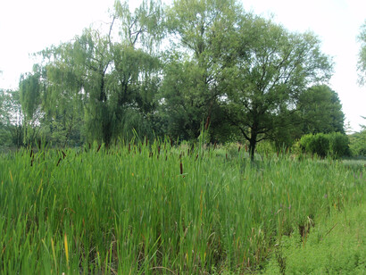 Typha latifolia in un parco in città