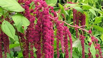 Amaranthus sanguineus