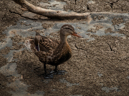 There is clearly an increasing convergence between the consequences of climate change and local and global economy that will shape the structure of the economic future