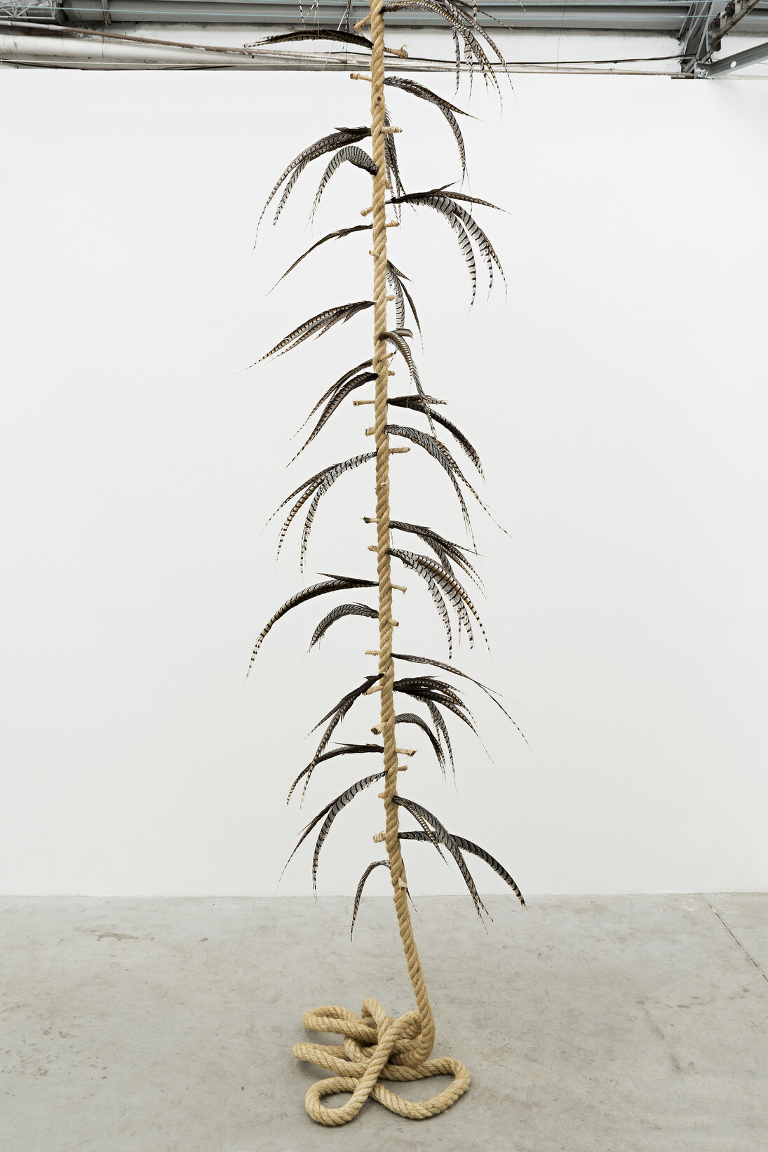 Maria Loboda, Witch’s ladder, 2014, corda de sisal, penas de faisão Lady Amherst, dimensões variáveis. Cortesia de Mendes Wood DM , São Paulo