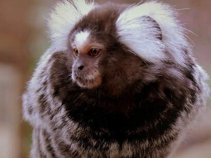 Sagui-de-tufo-branco, típico da região das Serras Gerais do Tocantins. Este território surpreendente, encravado no sul do Tocantins e estendendo-se até os limites do norte do Mato Grosso, guarda uma beleza que não se entrega facilmente. É preciso ir com tempo, com olhos atentos e com o espírito aberto para o inesperado