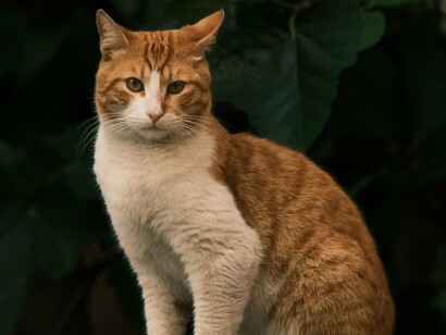 Um gato ruivo e branco permanece sentado entre a folhagem, aparentemente alheio ao movimento ao redor. A serenidade da cena contrasta com a personalidade imprevisível atribuída aos gatos — os mesmos animais que podem passar horas imóveis e, de repente, transformar qualquer objeto em brinquedo