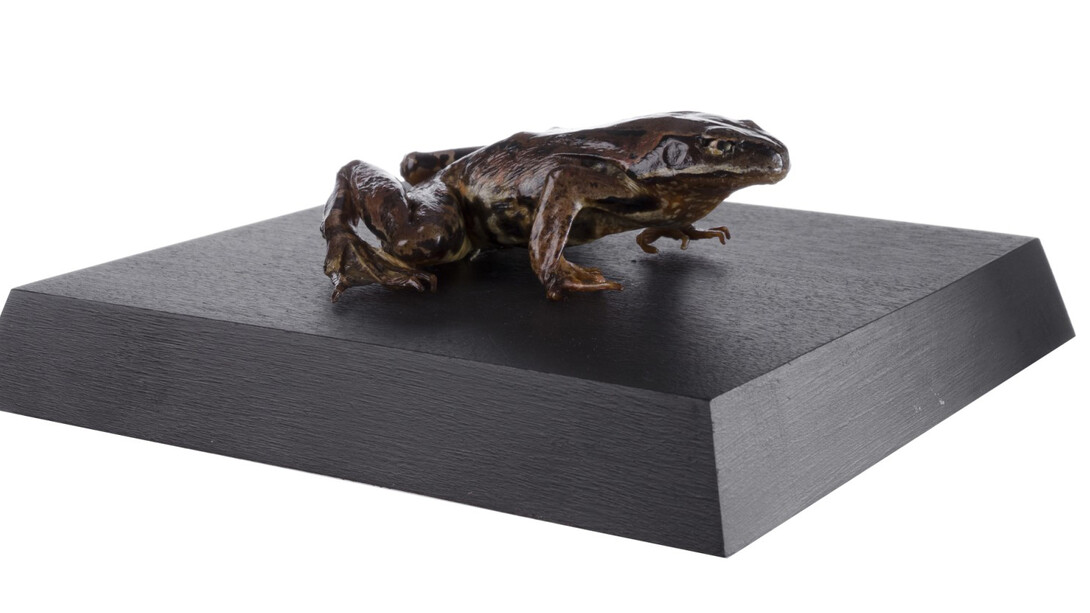 Reptiles. Courtesy of Tadas Ivanauskas Zoological Museum