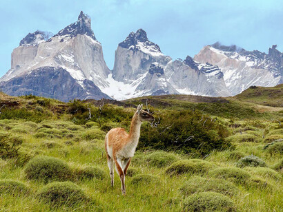 Guanaco en el Parque Nacional Torres del Paine, Chile