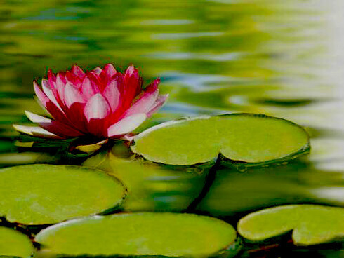 Il principale scopo dell’ayurveda è liberare le creature dalla sofferenza, facendo sì che la prevenzione diventi una vera e propria metodologia medica