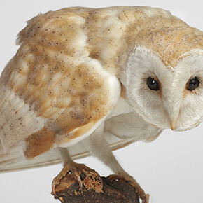 Life in the dark. Courtesy of Natural History Museum