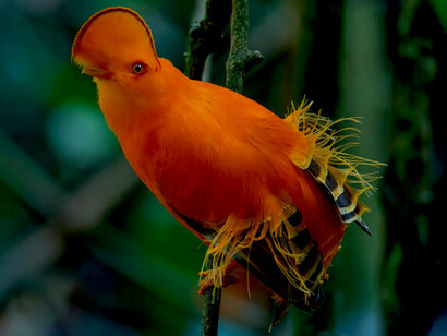Guianan cock-of-the-rock