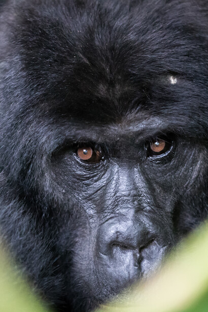 Davide Cisterna. Incontro con l’estinzione. Gli ultimi gorilla di montagna dell’Uganda
a cura di Istituto Italiano di Fotografia. IIF WALL, Milano

