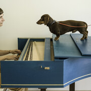 Elina Brotherus, Flux Harpsichord Concert, 2017, photograph.
After George Maciunas, 12 compositions for piano – for Nam June Paik, Composition no.5: Place a on dog or a cat (or both) inside a piano and play Chopin, 1962, and after Flux-Harpsichord Konzert, Akademie der Künste, Berlin, organised by René Block, Sept. 3, 1976.

