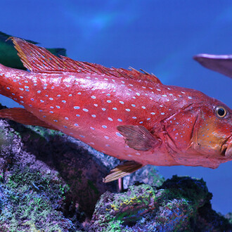 Atlantic Indo Pacific. Courtesy of Grigore Antipa National Museum of Natural History