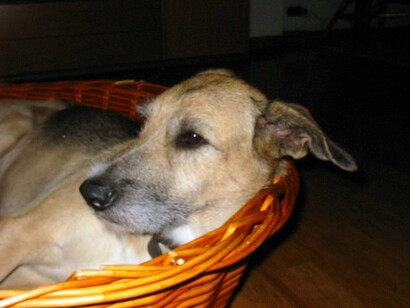 Dora che riposa in una cesta di vimini