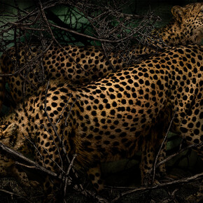 Mario Testino, Acinonyx jubatus, Kenya, 2023. Courtesy of Hamiltons Gallery