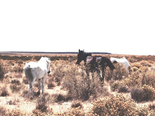 Caballos corren en la Patagonia