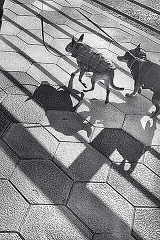 Natalie Larsson, Dogs with Shadows