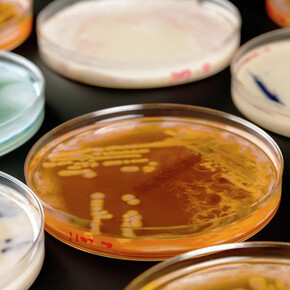 Superbugs. Courtesy of Science Museum