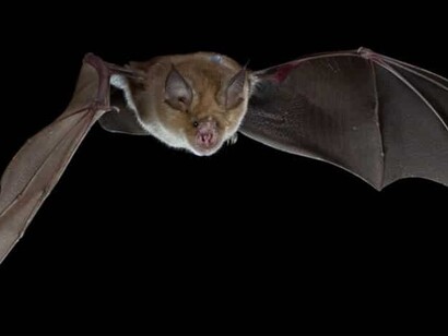 Oggi, è il pipistrello la pietra dello scandalo, in futuro potrebbe essere qualsiasi altro animale