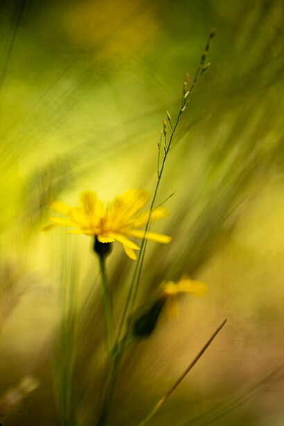Wrapped gently in the arms of surrender, ph. M. Stillwater