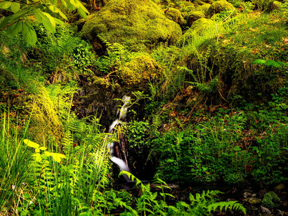 The leaves are still and listening, photographed by Ray Bilcliff 