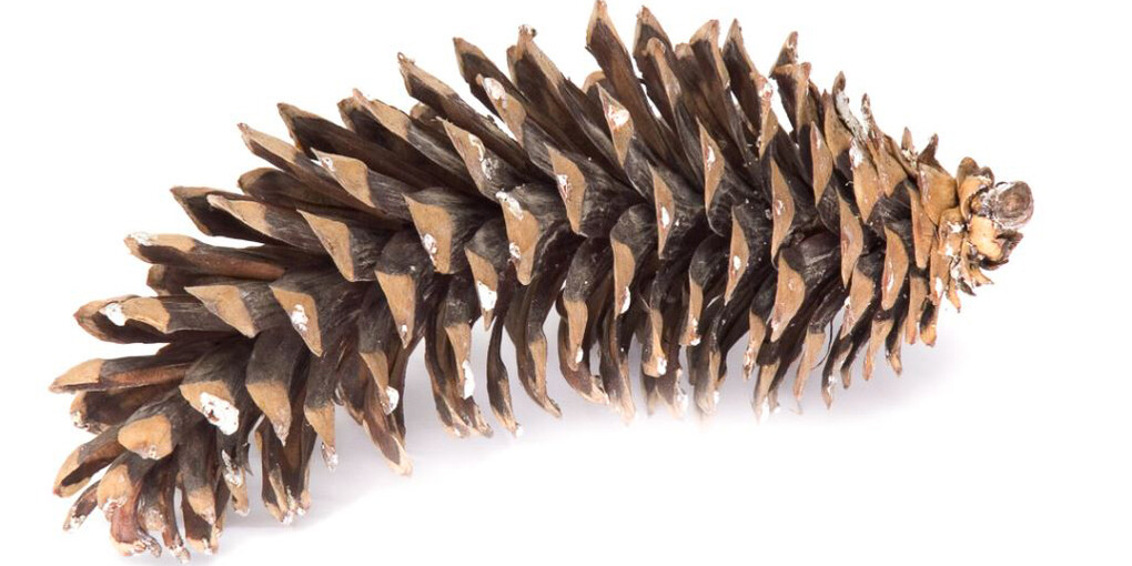 Botany. Courtesy of Royal BC Museum